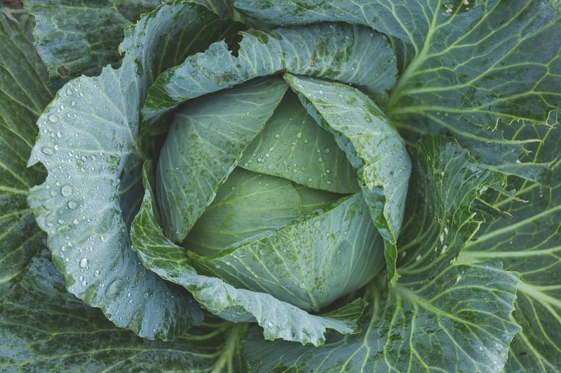 Vegetables to Grow
